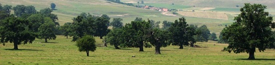 Wood pasture Romania